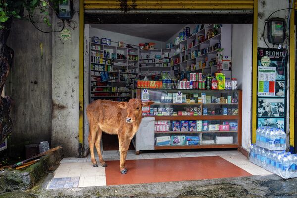 薬局の前で雨宿りする子牛（インド） - Sputnik 日本