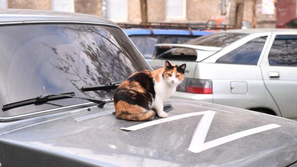マリウポリで車のボンネットに乗る猫 - Sputnik 日本