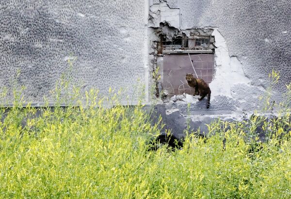 ドネツクでウクライナ軍の砲撃により一部破壊された塀の上に座る猫 - Sputnik 日本