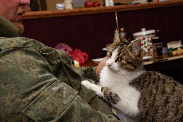 義勇軍部隊「クリミア」と共にする猫（ロシア・ザポロージエ州） - Sputnik 日本