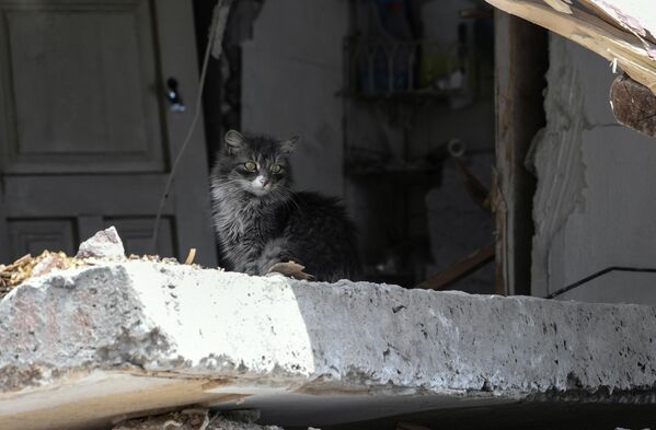 マリウポリの破壊された住宅に暮らす子猫 - Sputnik 日本