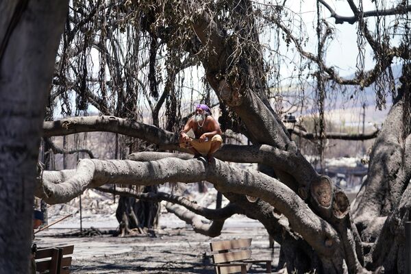 焼けた木に座る男性（ハワイ州・マウイ島、11日） - Sputnik 日本