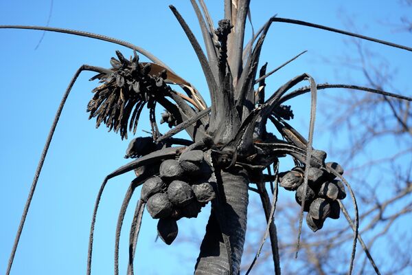 焼けたココナッツの木（ハワイ州・マウイ島、12日） - Sputnik 日本