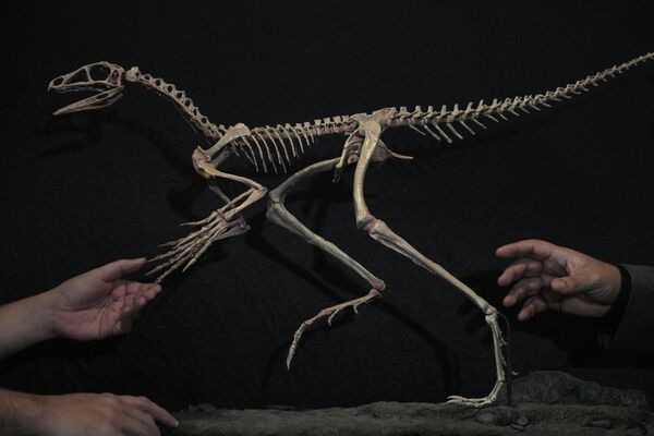 国立科学技術研究評議会（CONICET）の古生物学者が3Dプリンターで複製した新種の爬虫類「Venetoraptor gassenae」の化石（アルゼンチン・ブエノスアイレス、16日） - Sputnik 日本