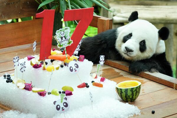 17歳の誕生日にアイスケーキを食べるのジャイアントパンダのシンシン（マレーシア・クアラルンプール、23日） - Sputnik 日本