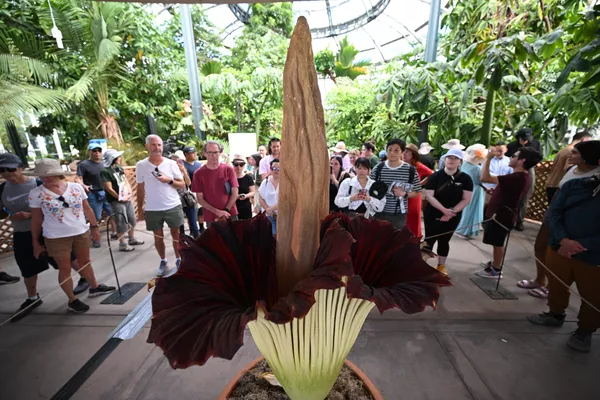 ハンティントン・ライブラリーの植物園で開花したショクダイオオコンニャク(米カリフォルニア州・サン・マリノ、28日) ハンティントン・ライブラリーの植物園で開花したショクダイオオコンニャク(米カリフォルニア州・サン・マリノ、28日) - Sputnik 日本