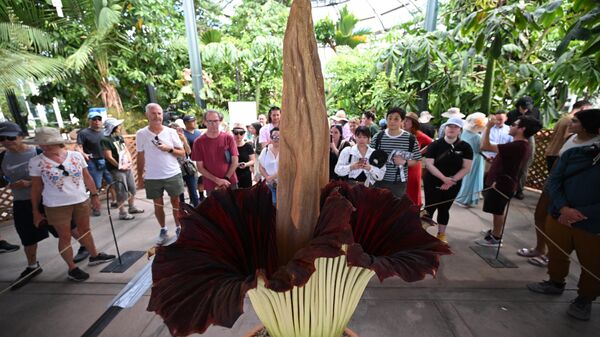 「世界一巨大で臭い花」　ショクダイオオコンニャクが開花　米 - Sputnik 日本