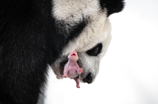 モスクワ動物園で生まれたジャイアントパンダの赤ちゃん（ロシア・モスクワ、28日） - Sputnik 日本