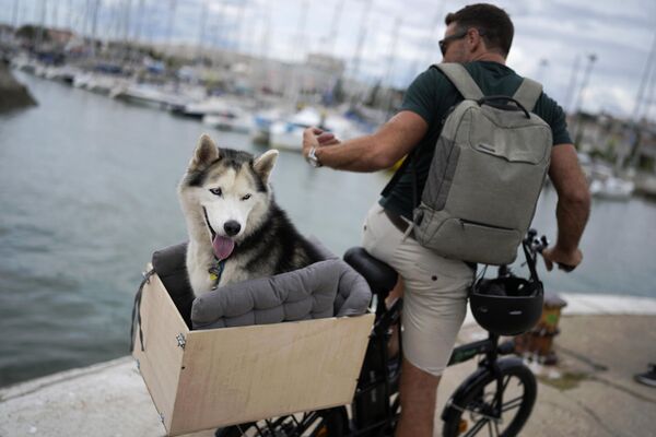 自転車の荷台に座る犬（ポルトガル・リスボン、3日） - Sputnik 日本