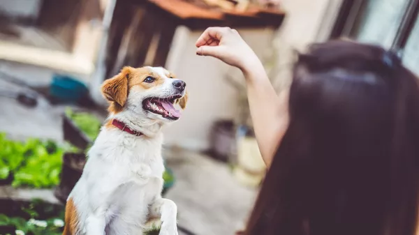犬におやつを与える - Sputnik 日本