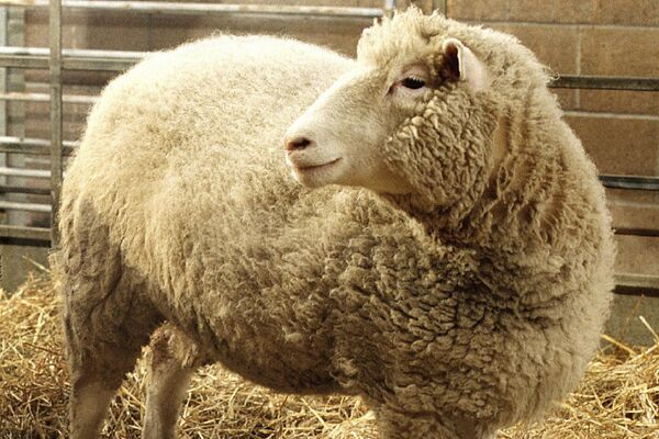 英スコットランドのロスリン研究所で生まれたクローン羊のドリー（1997年12月） - Sputnik 日本