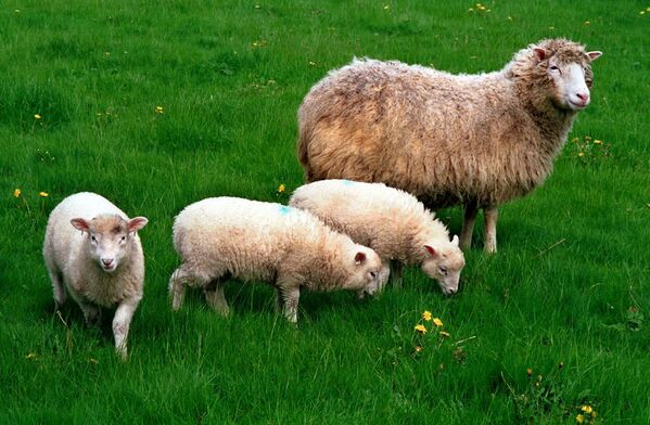 ドリーと三つ子の羊たち - Sputnik 日本
