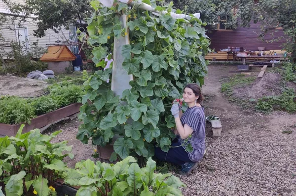 ダーチャでの家庭菜園 ダーチャでの家庭菜園 - Sputnik 日本