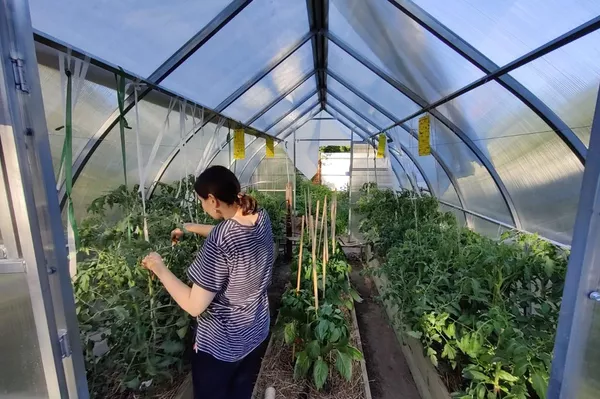 ダーチャでの家庭菜園 ダーチャでの家庭菜園 - Sputnik 日本