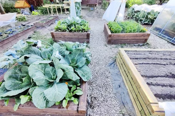 ダーチャでの家庭菜園 ダーチャでの家庭菜園 - Sputnik 日本