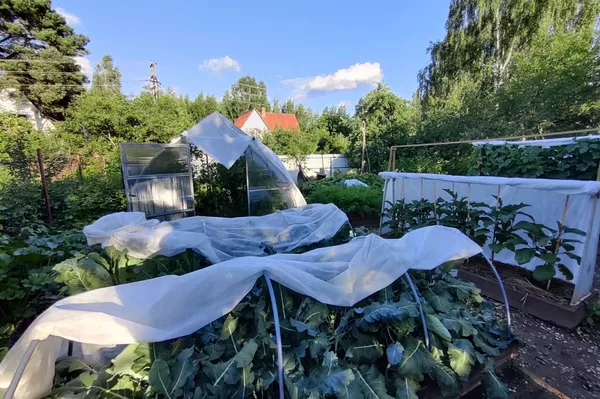 ダーチャでの家庭菜園 ダーチャでの家庭菜園 - Sputnik 日本