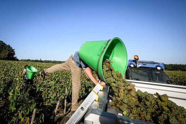 ミュスカデのブドウ畑で収穫したブドウを降ろす作業員（フランス・シャトー＝テボー、13日） - Sputnik 日本