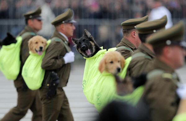 陸軍記念日を祝う軍事パレードで、リュックサックに入れられて登場した警察犬（チリ・サンティアゴ、19日） - Sputnik 日本