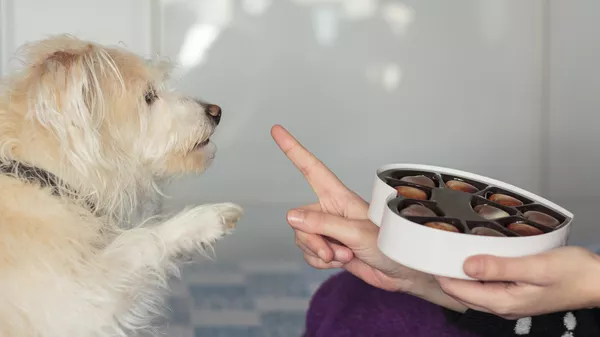 チョコレートを欲しがっている犬 - Sputnik 日本