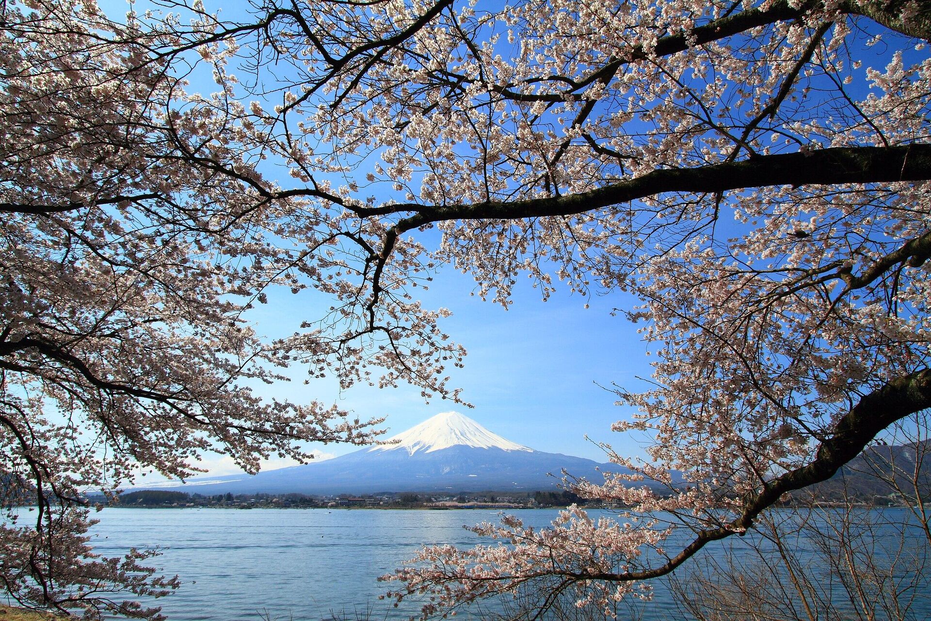 富士山を背景に河口湖に咲く桜 - Sputnik 日本, 1920, 27.09.2023