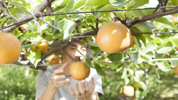 梨を収穫する農家 - Sputnik 日本