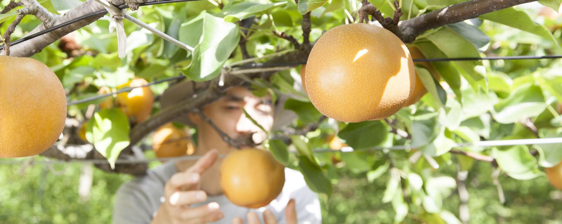 梨を収穫する農家 - Sputnik 日本, 1920, 02.10.2023
