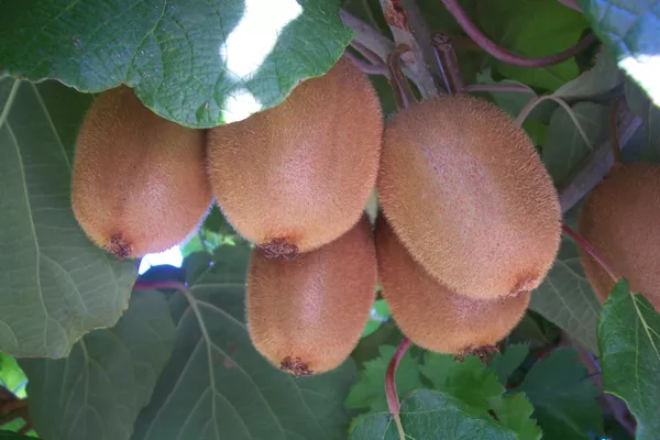 ニュージーランド系のActinidia deliciosa ニュージーランド系のActinidia deliciosa - Sputnik 日本