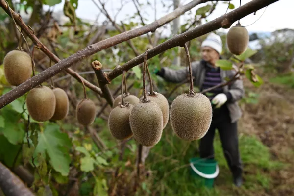 キウイの収穫 キウイの収穫 - Sputnik 日本