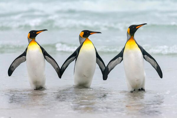 仲良く手をつないで陸に上がるフォークランド諸島のペンギン - Sputnik 日本