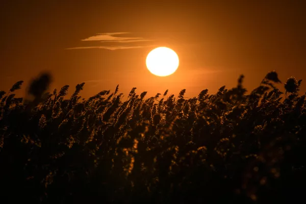 ノヴォシビルスク州バラビンスキー地区に沈む夕日 ノヴォシビルスク州バラビンスキー地区に沈む夕日 - Sputnik 日本