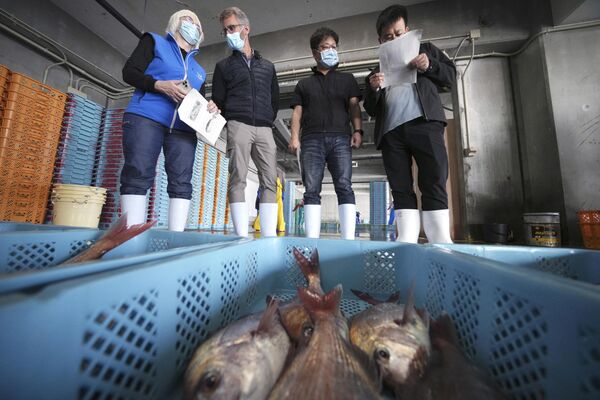 サンプル採取のため、水揚げされた魚を観察する国際原子力機関（IAEA）の専門家チームと中国、韓国、カナダの科学者ら（福島県いわき市、19日） - Sputnik 日本