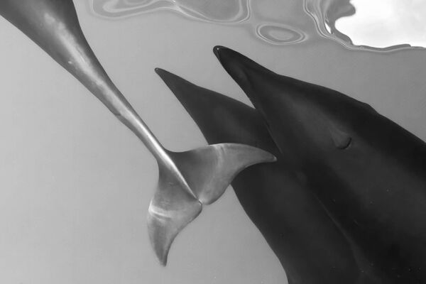 「モノクロ」部門優勝作品『表か裏か』米カリフォルニア州沖合にあるモントレー湾国立海洋保護区を泳ぐイルカの群れ - Sputnik 日本