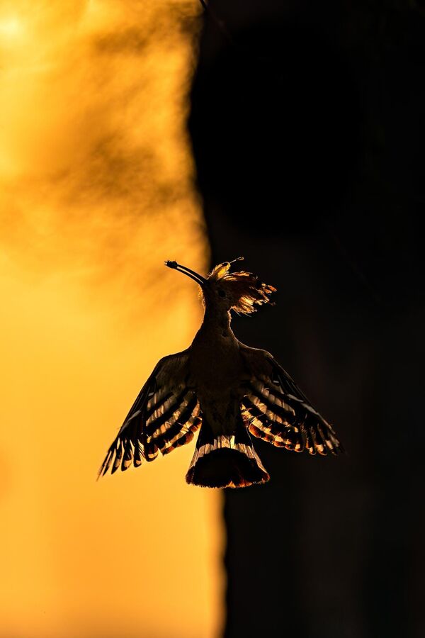 「鳥」部門優勝作品『夜明けのささやき： 日の出のヤツガシラの優雅なシルエット』アラブ首長国連のアル・クドラ湖で獲物を捕まえるヤツガシラ - Sputnik 日本