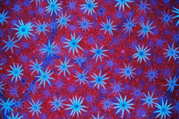 「植物・菌類」部門優勝作品『星条旗』ウツギの葉の表面を覆う青い星型の毛状突起と、赤色蛍光を発するクロロフィルが詰まった細胞 - Sputnik 日本