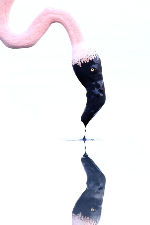 「動物ポートレート」部門優勝作品『ペンとインクつぼ』フランス南部の三角州地帯・カマルグで餌を探すオオフラミンゴ。水面から頭を上げるた瞬間、薄い泥の膜が付着した - Sputnik 日本