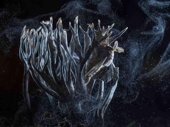 「その他の動物」部門優勝作品『12月の蛾』ハンガリーの山脈にて、クロサイワイタケにとまるウスズミカレハ。別名「12月の蛾」 - Sputnik 日本
