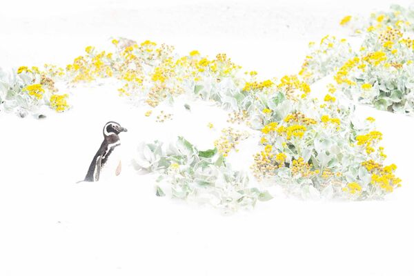 「鳥」部門優秀賞受賞作品『花に迷う』英フォークランド諸島のヤセイカンランが生える海岸を歩くマゼランペンギン - Sputnik 日本