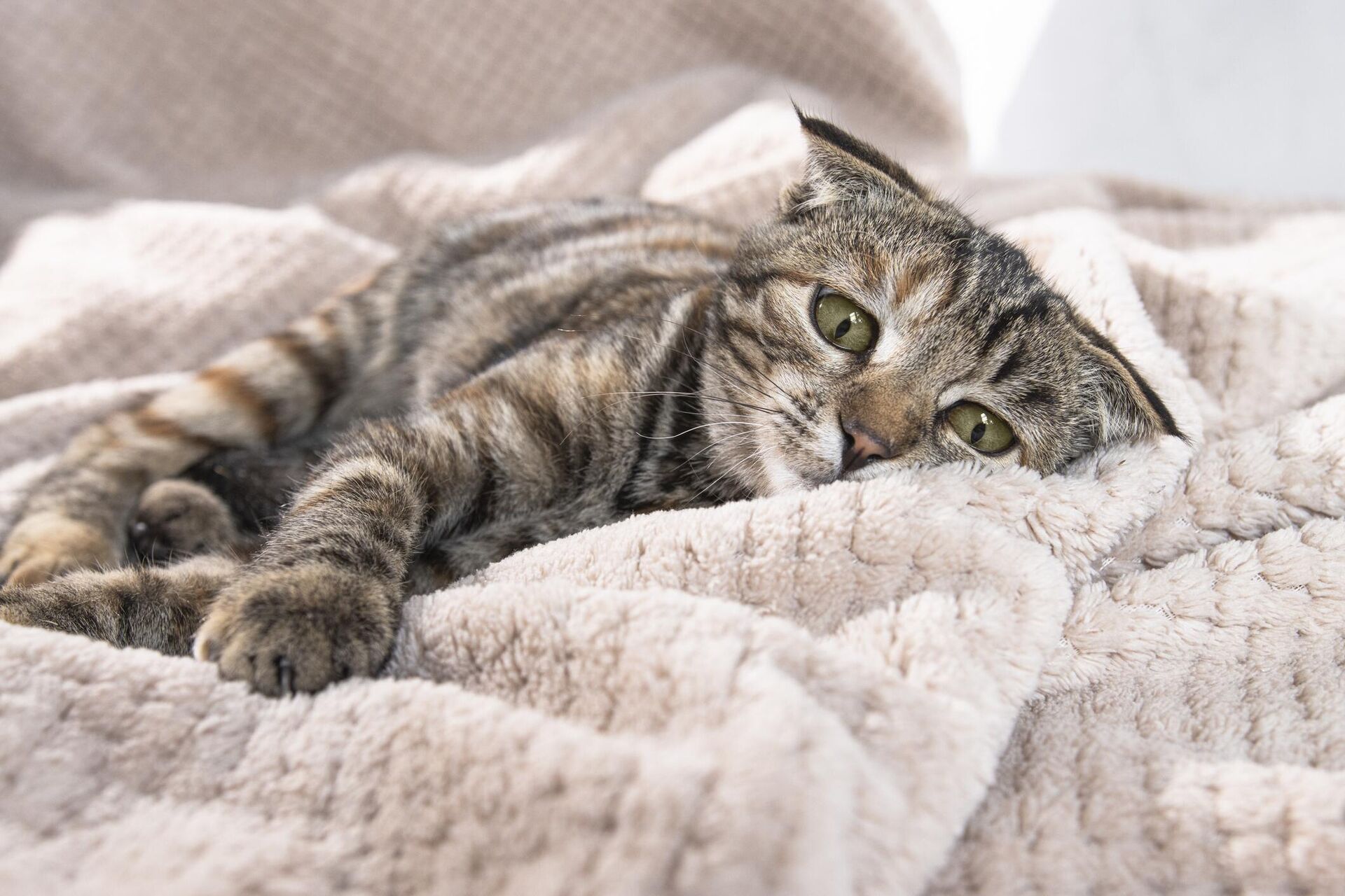 Грустная кошка с зелеными глазами лежит на мягком одеяле - Sputnik 日本, 1920, 28.11.2023