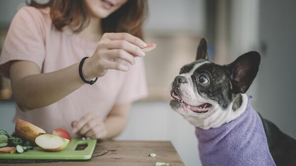 犬にリンゴを与える - Sputnik 日本