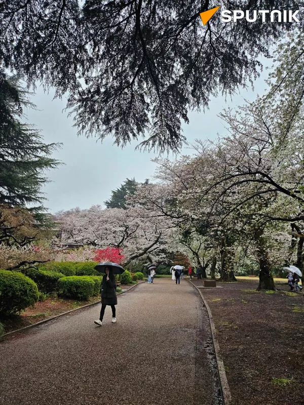 東京の桜 - Sputnik 日本