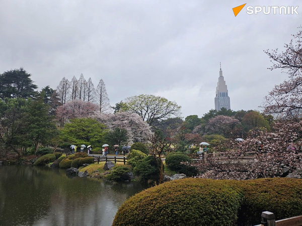 東京の桜 - Sputnik 日本
