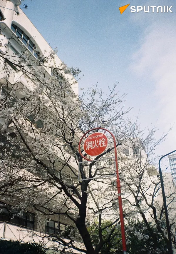 東京の桜 - Sputnik 日本
