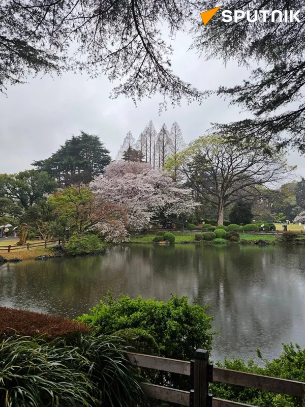 東京の桜 - Sputnik 日本