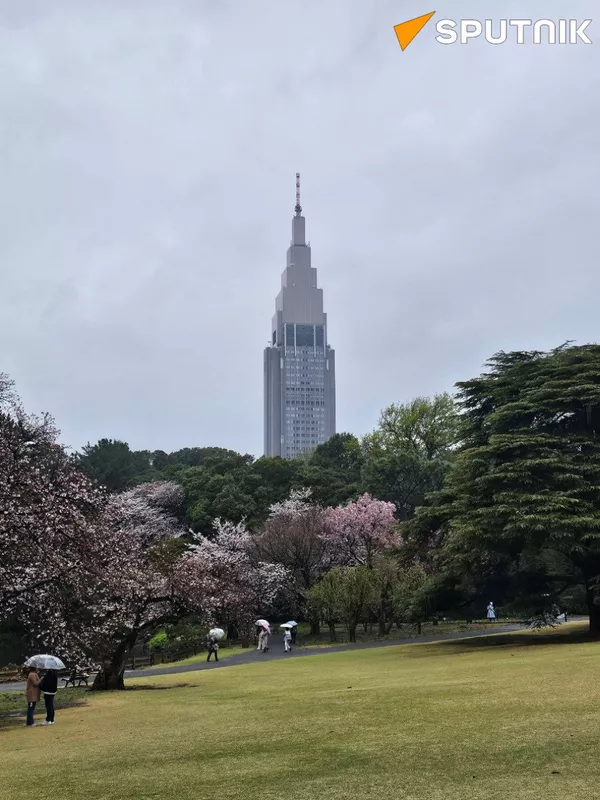 東京の桜 - Sputnik 日本