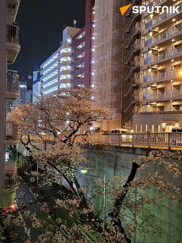 東京の桜 - Sputnik 日本