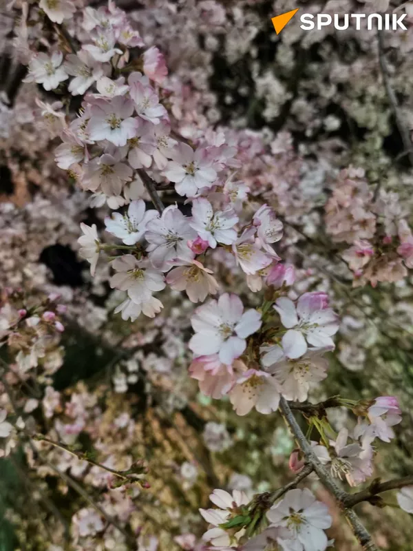 東京の桜 - Sputnik 日本