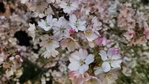 東京の桜 - Sputnik 日本