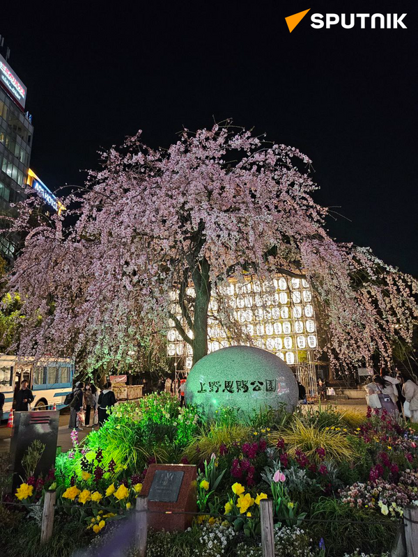 東京の桜 - Sputnik 日本