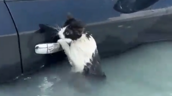 たった1日で2年分の降水量が記録されたドバイ、水に打ち勝った猫の姿が撮影 - Sputnik 日本