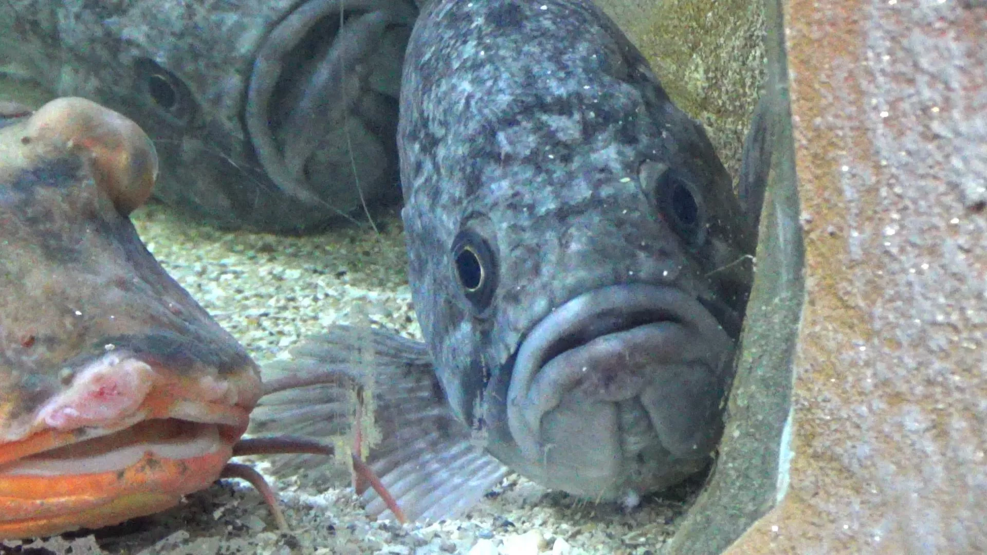 水族館に寄贈されたハタ